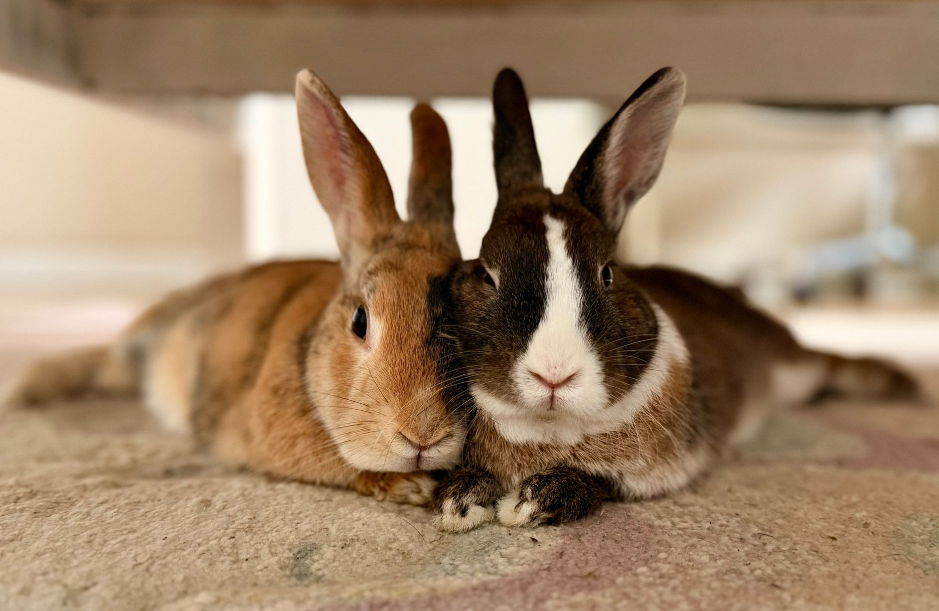 Pokémon feu lapin
